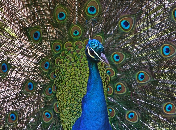 A peacock