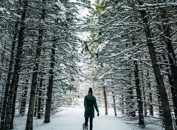 A person snowshoeing through a tall forrest of snow-covered trees