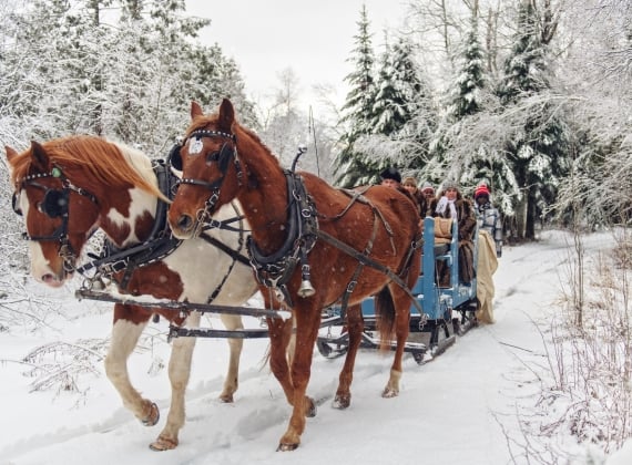 Multi-ethnic group sleigh riding - stock photo