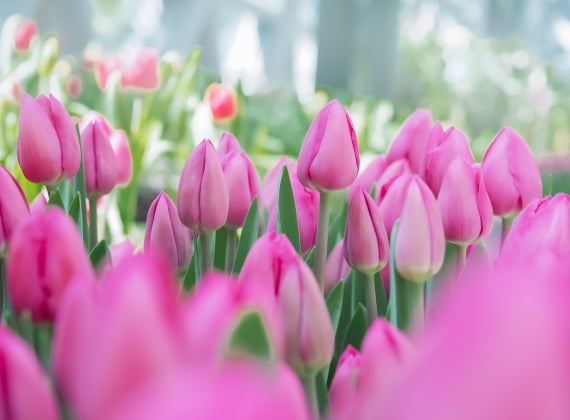 Tulip field