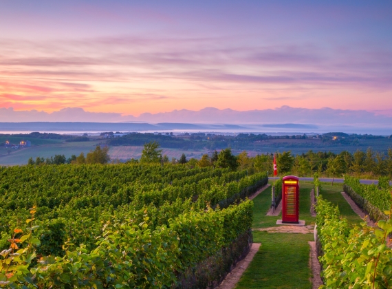A red phone booth on the Luckett Vineyard
