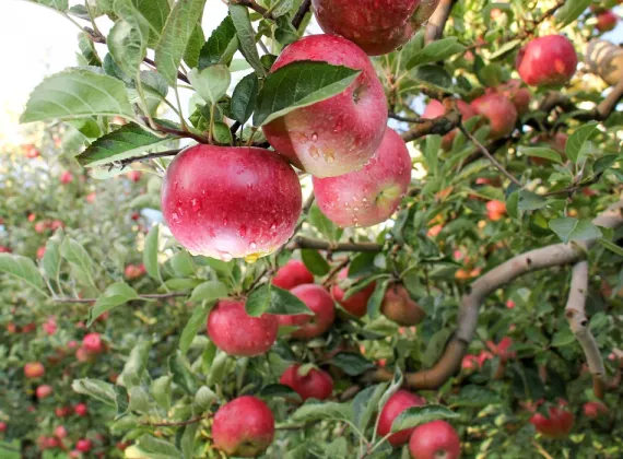 Apples on an apple tree.
