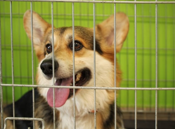 Dog in a kennel