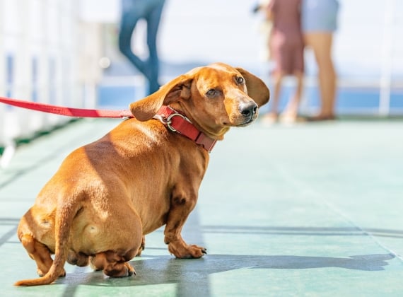 Dog on a leash on deck