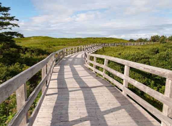 A wooden footbridge across lush green sand dunes on a sunny day.