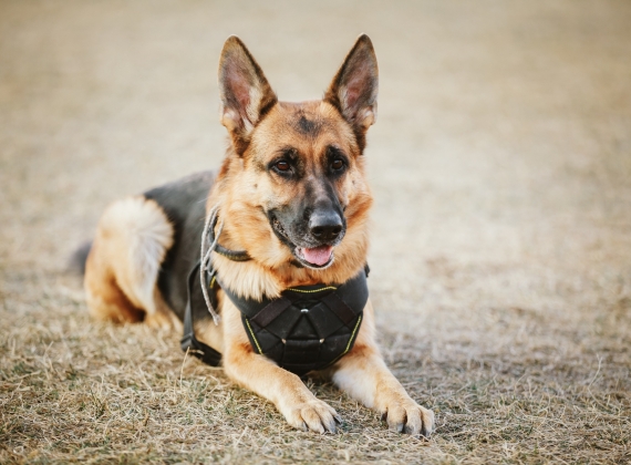 A service dog lying attentively in the down position