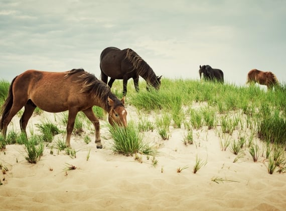 Wild horses on Sable Island