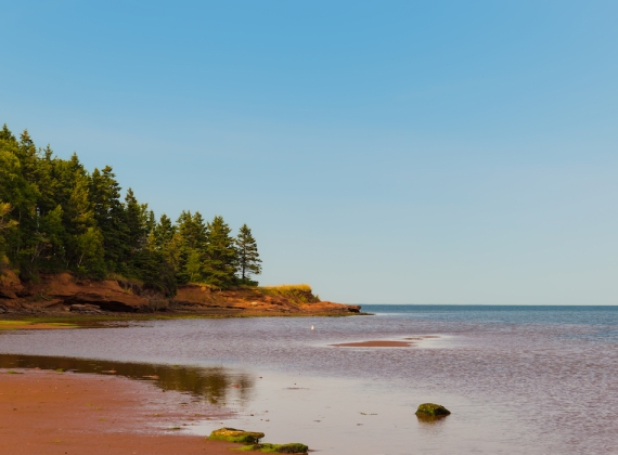 Looking out at the ocean from red sand beach, with forest and blue sky in the background.