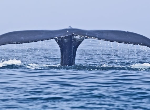 whale watching on the Bay of Fundy -4