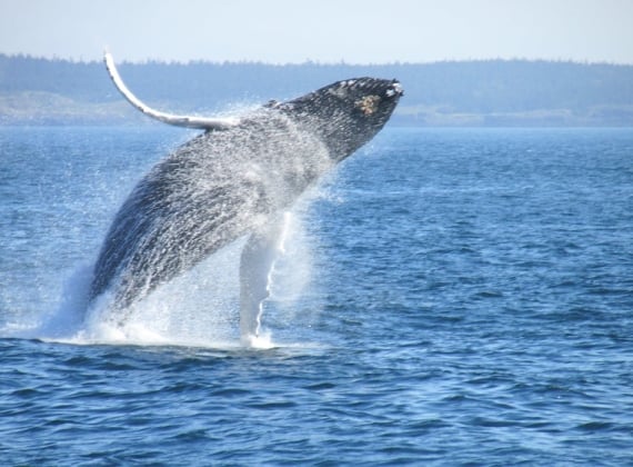 whale watching on the Bay of Fundy -2