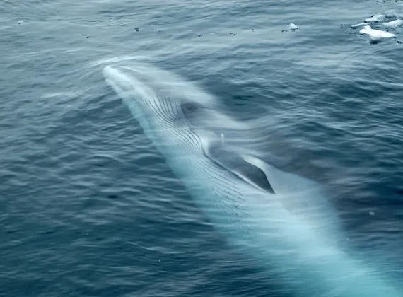 whale watching on the Bay of Fundy -3