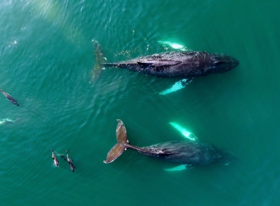 An aerial view of a pod of whales breaching