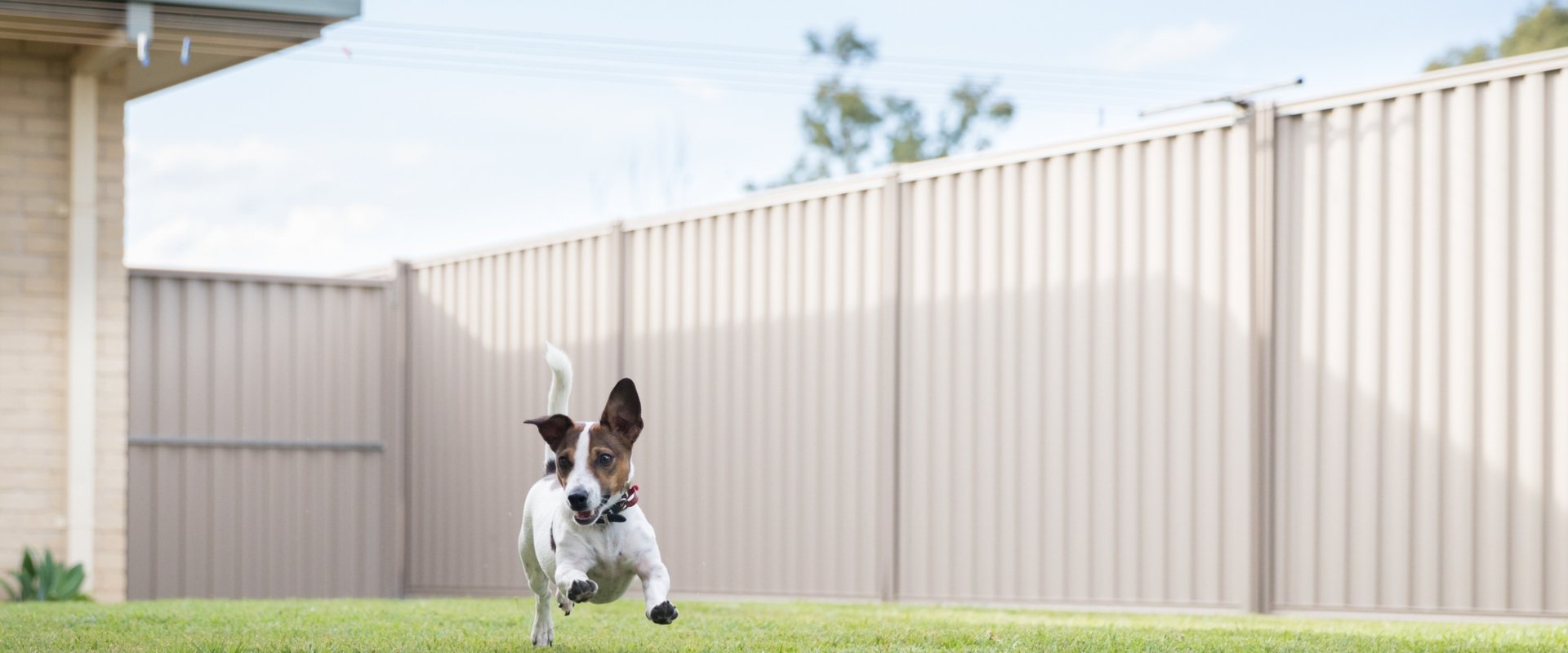 Dog fenced area