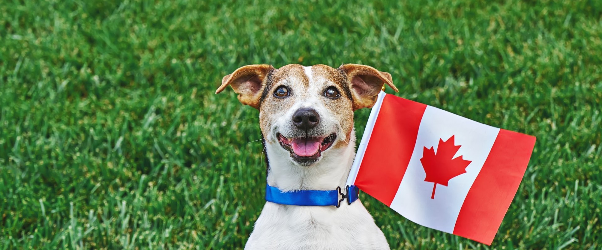 Dog with Canada Flage