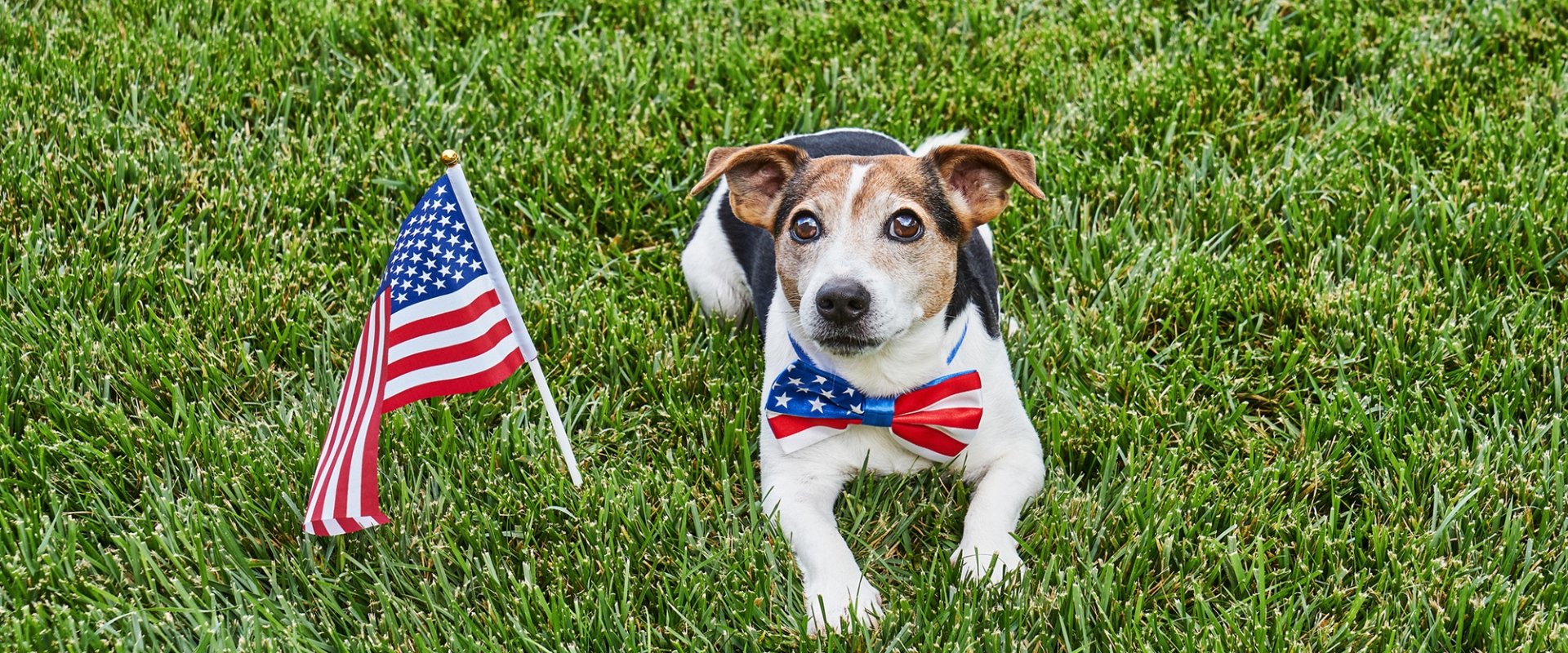 Dog with US flag