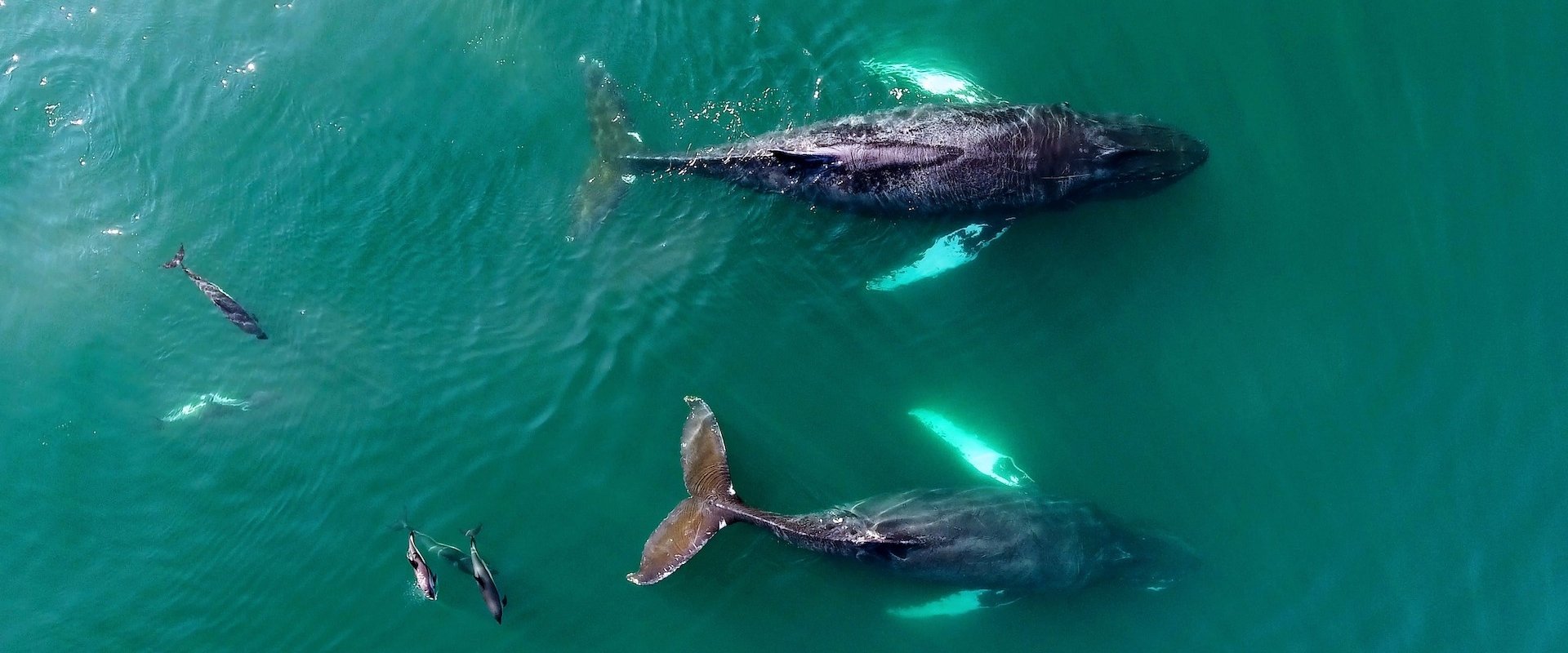 An aerial view of a pod of whales breaching